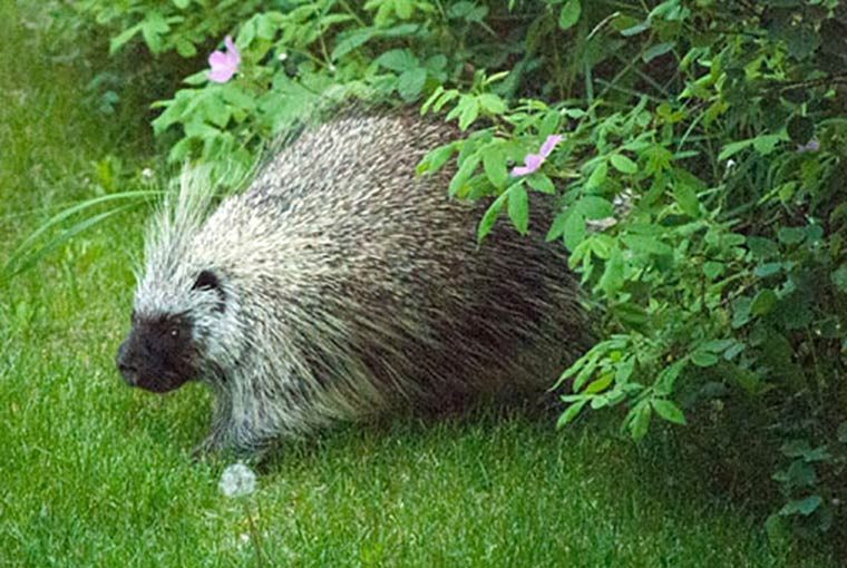 porcupine, a sticky situation, keeping with the times