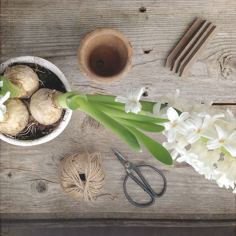 hyacinth bulbs, gardening