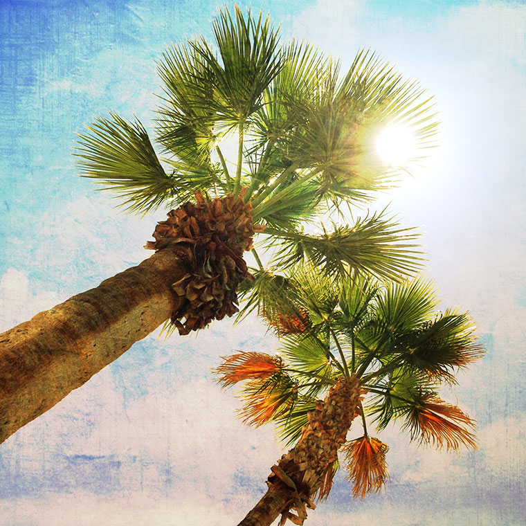 Palm-Trees-AZ