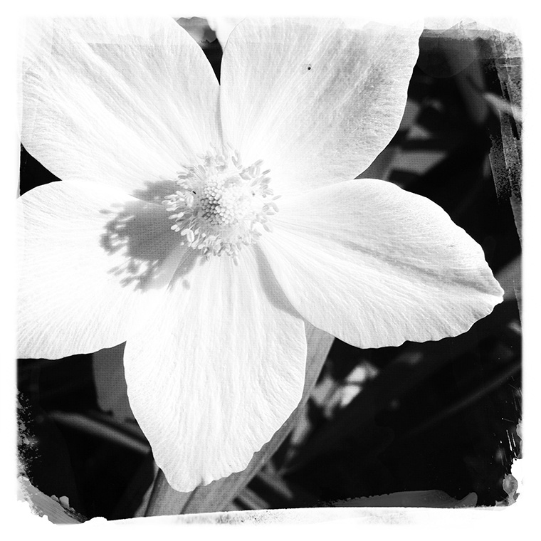 anemone, black and white, focusing on life, hipstamatic