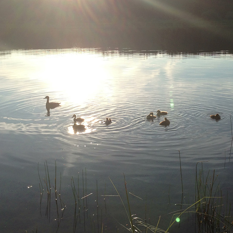Ducks-on-Star-Lake