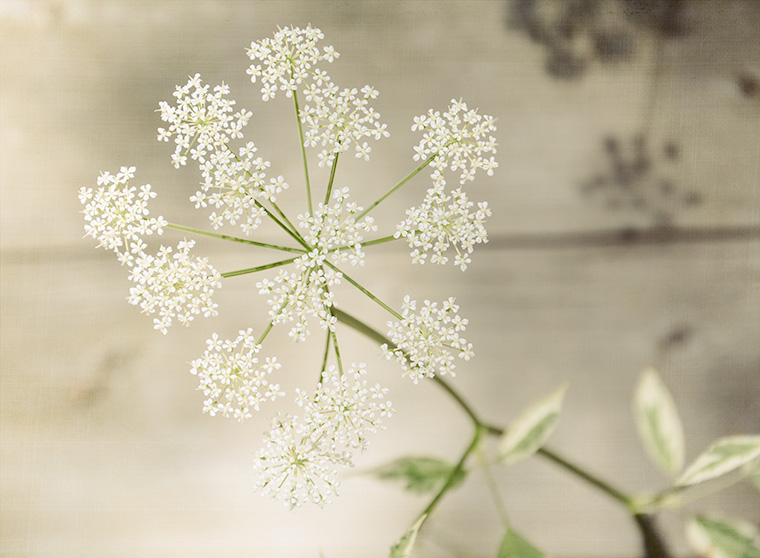 Queen-Anne's Lace