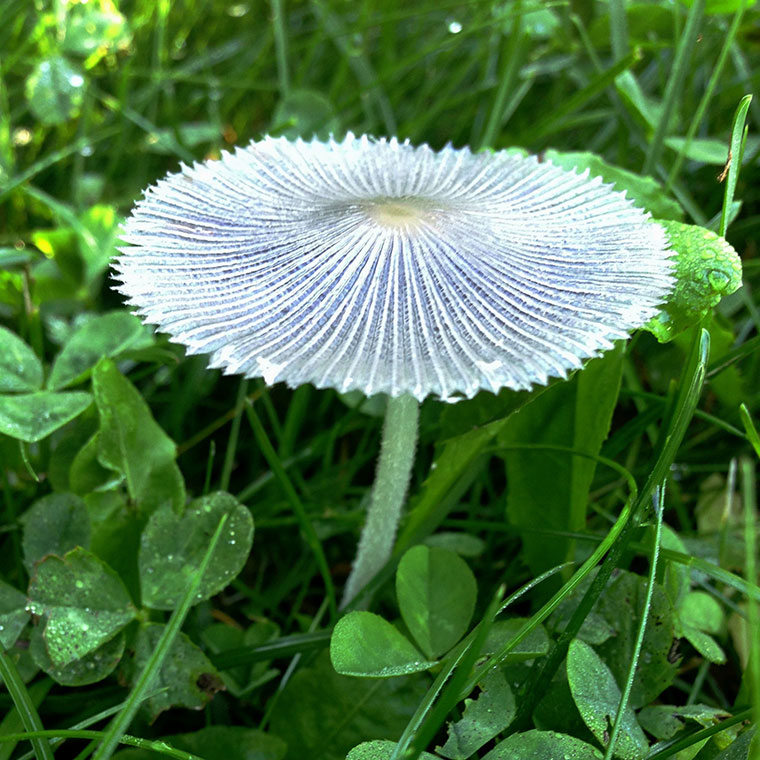 Tiny-Blue-Mushroom