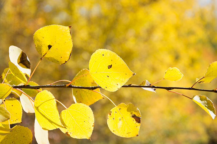 Yellow-Leaves-Nurture