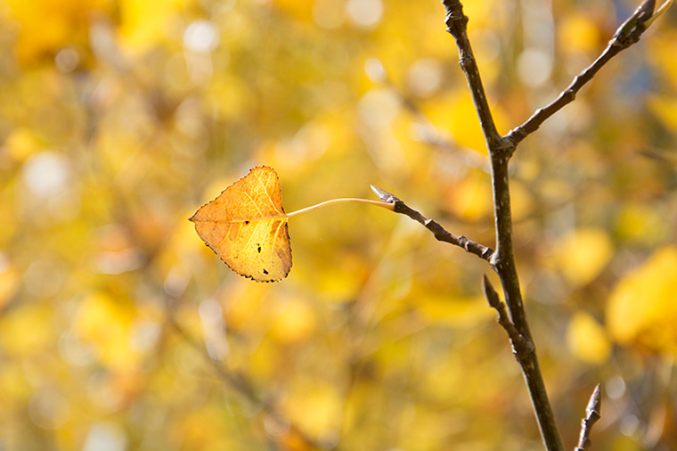 Yellow-Single-Autumn-Leaf