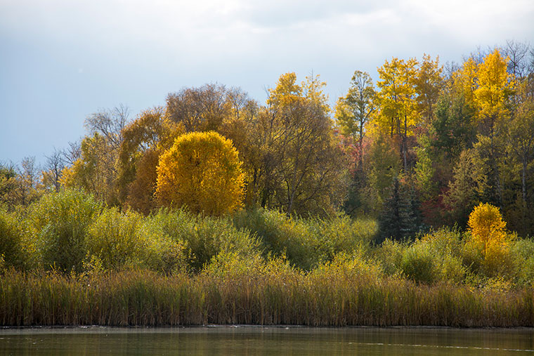 Yellow-Trees-Lake