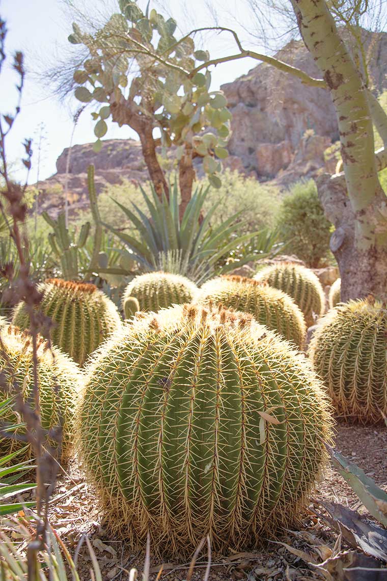 Barrel-Cactus