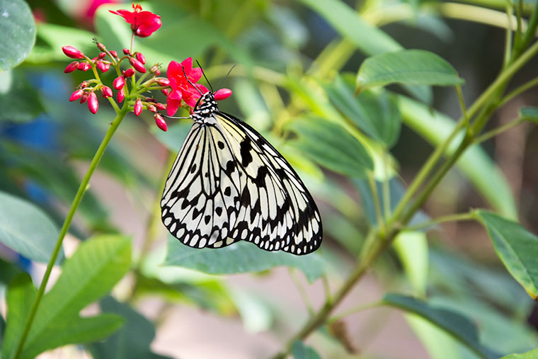 Butterfly Wonderland, AZ