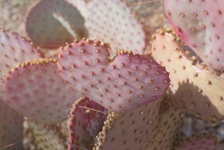 cactus love1