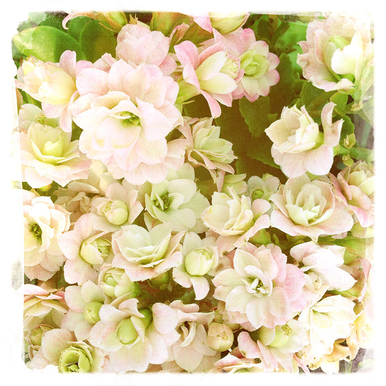 flowers-greenhouse-az