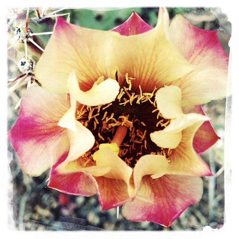cactus-flower-copy