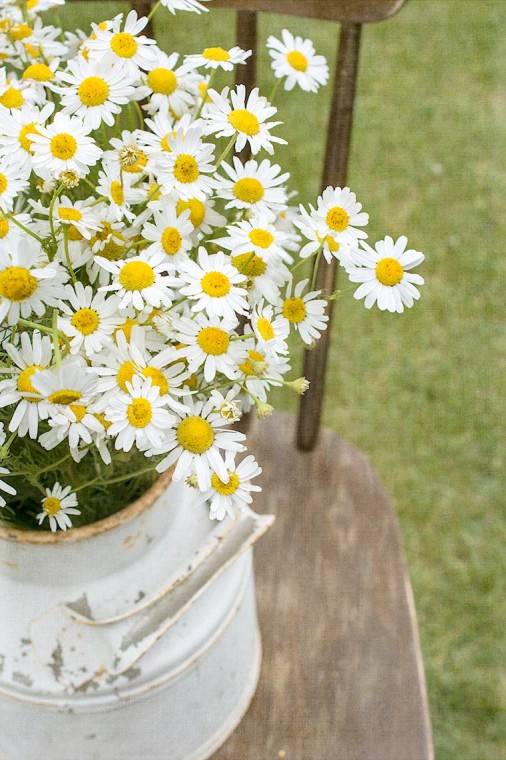 Scentless Chamomile for Texture Tuesday