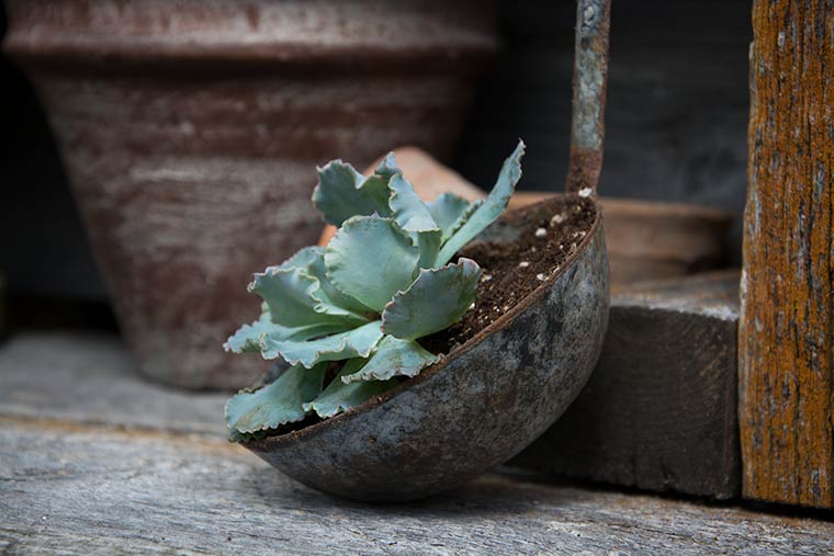 ladle succulent pot, keeping with the times
