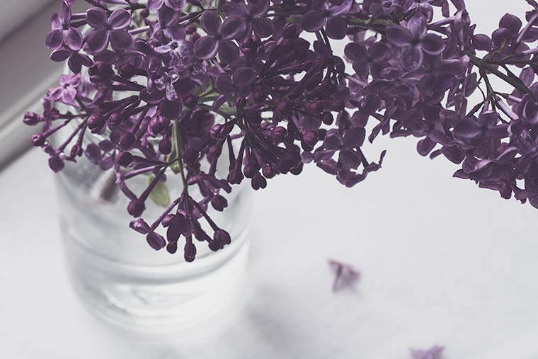 Melancholy Lilac