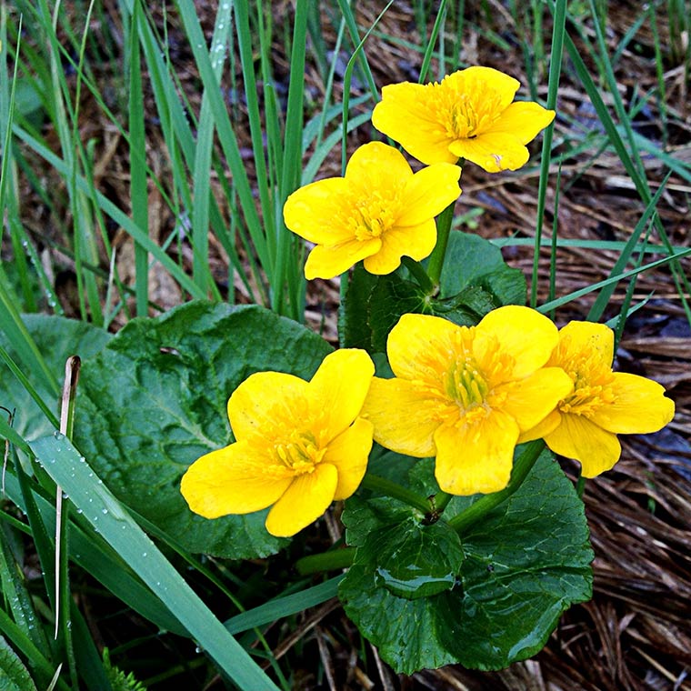 marsh marigolds, Keeping With the Times