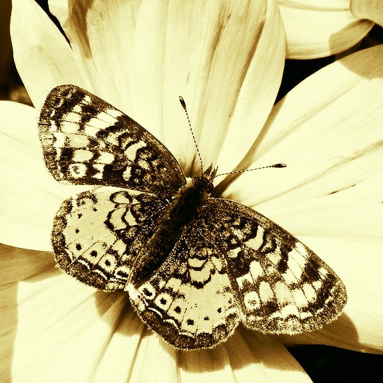 butterflycamera+-copy