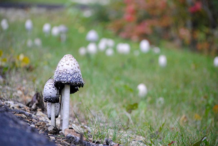shaggy ink cap mushroom {keeping with the times dot com}