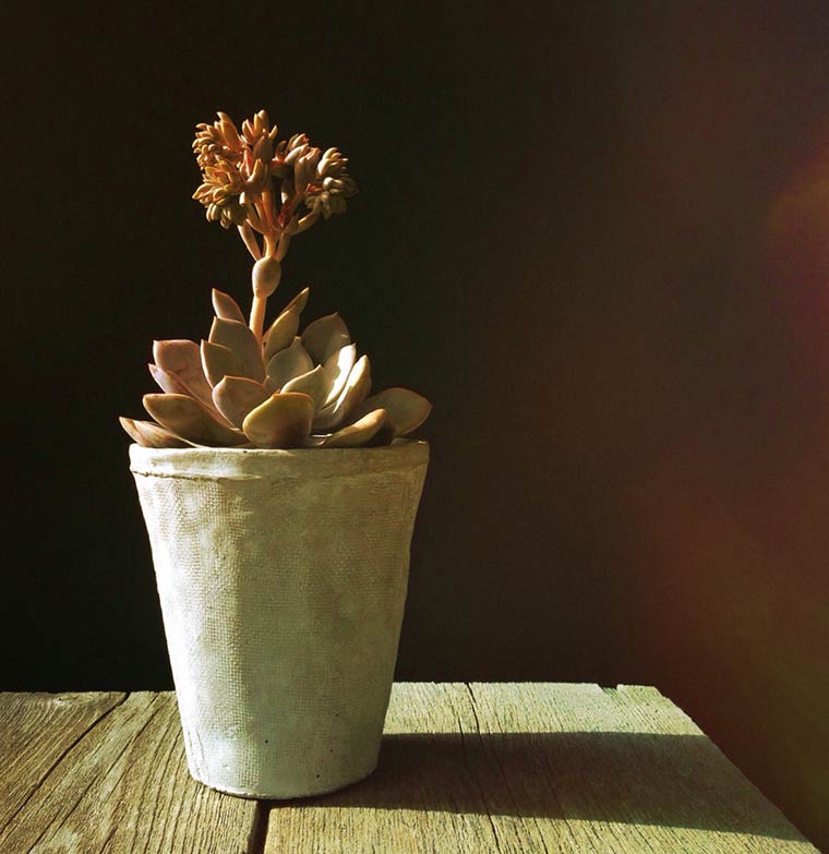 succulent pot, phone photography, app happy wednesday