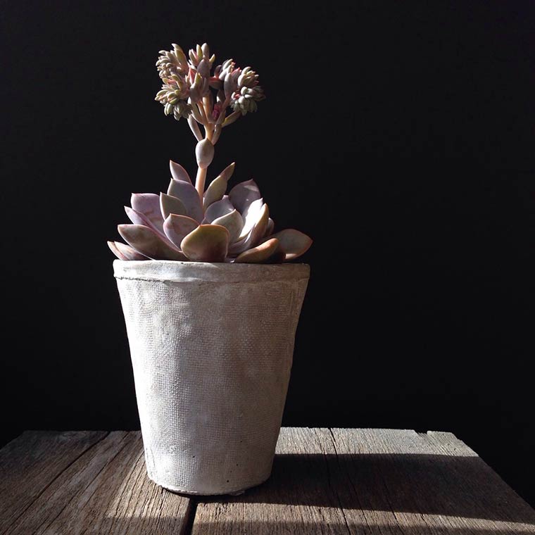 succulent pot, phone photography