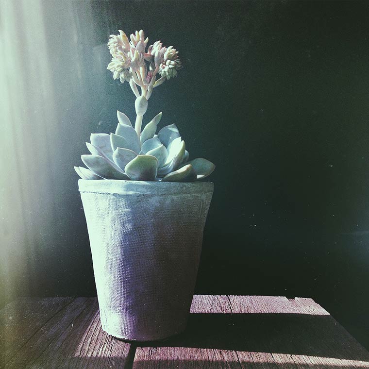 succulent pot, phone photography, app happy wednesday