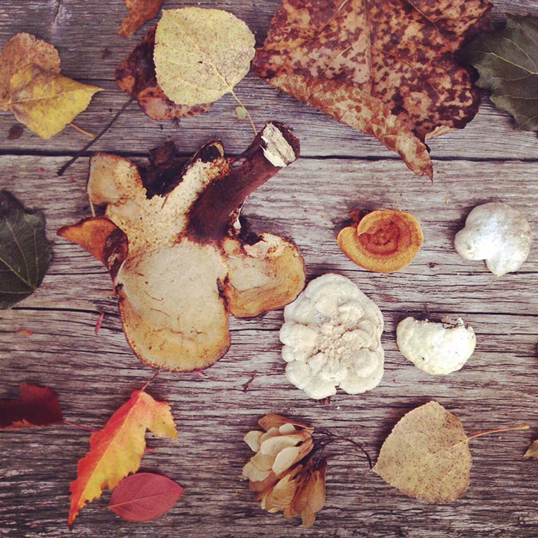 forest floor finds
