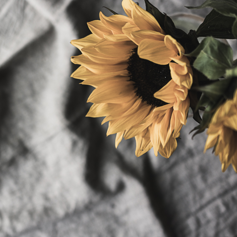 rough linen and sunflower_1