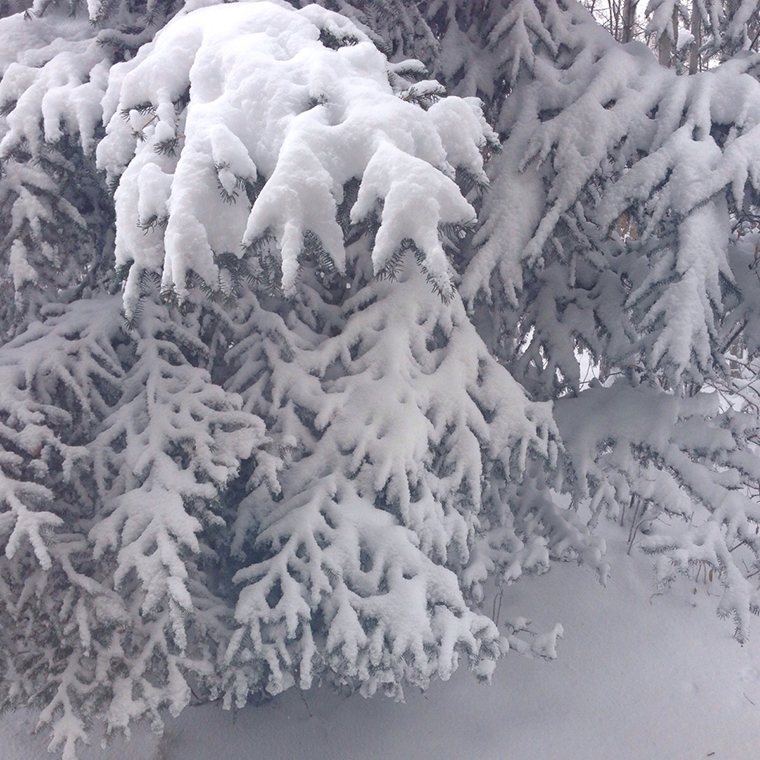 snowy trees1