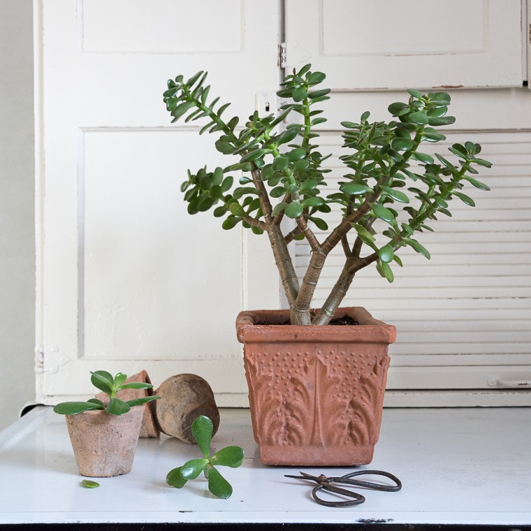 Jade Plant Propagation, Keeping With the Times