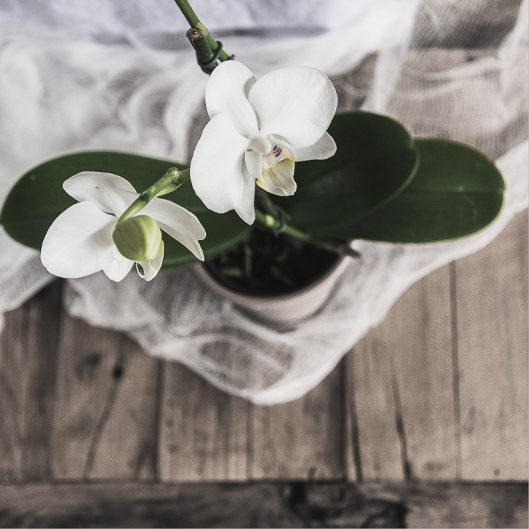 Sunday Sundries, Orchid, Keeping With the Times, Lightroom