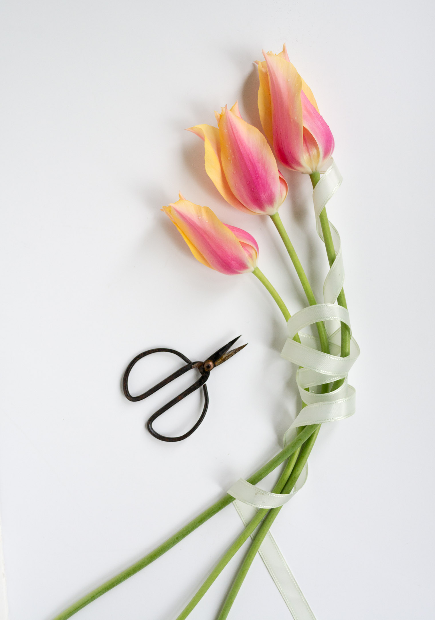 Sunday Sundries, Tulips, Lightroom Preset, Keeping With the Times