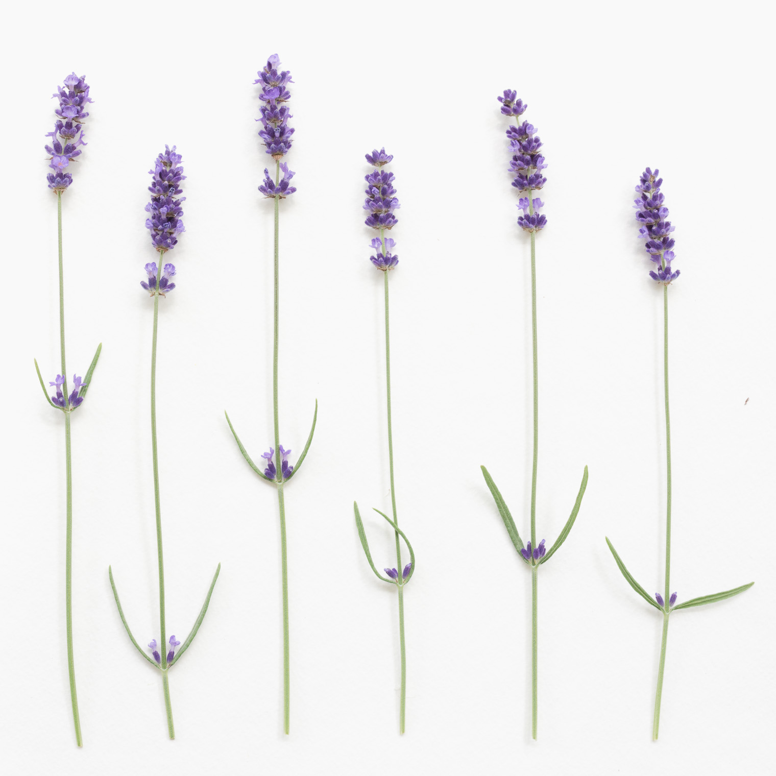 Purple Haze, Lavender Love, Keeping With the Times, Friday Finds