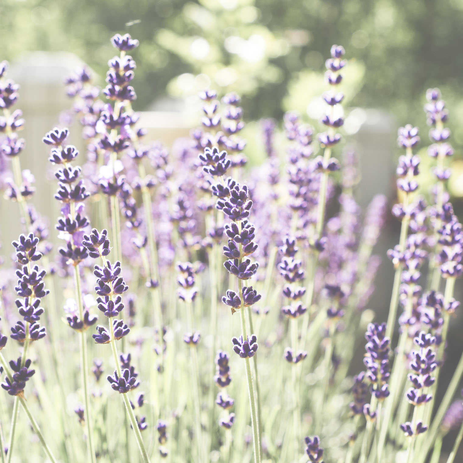 Lavender Love, Keeping With the Times, Friday Finds