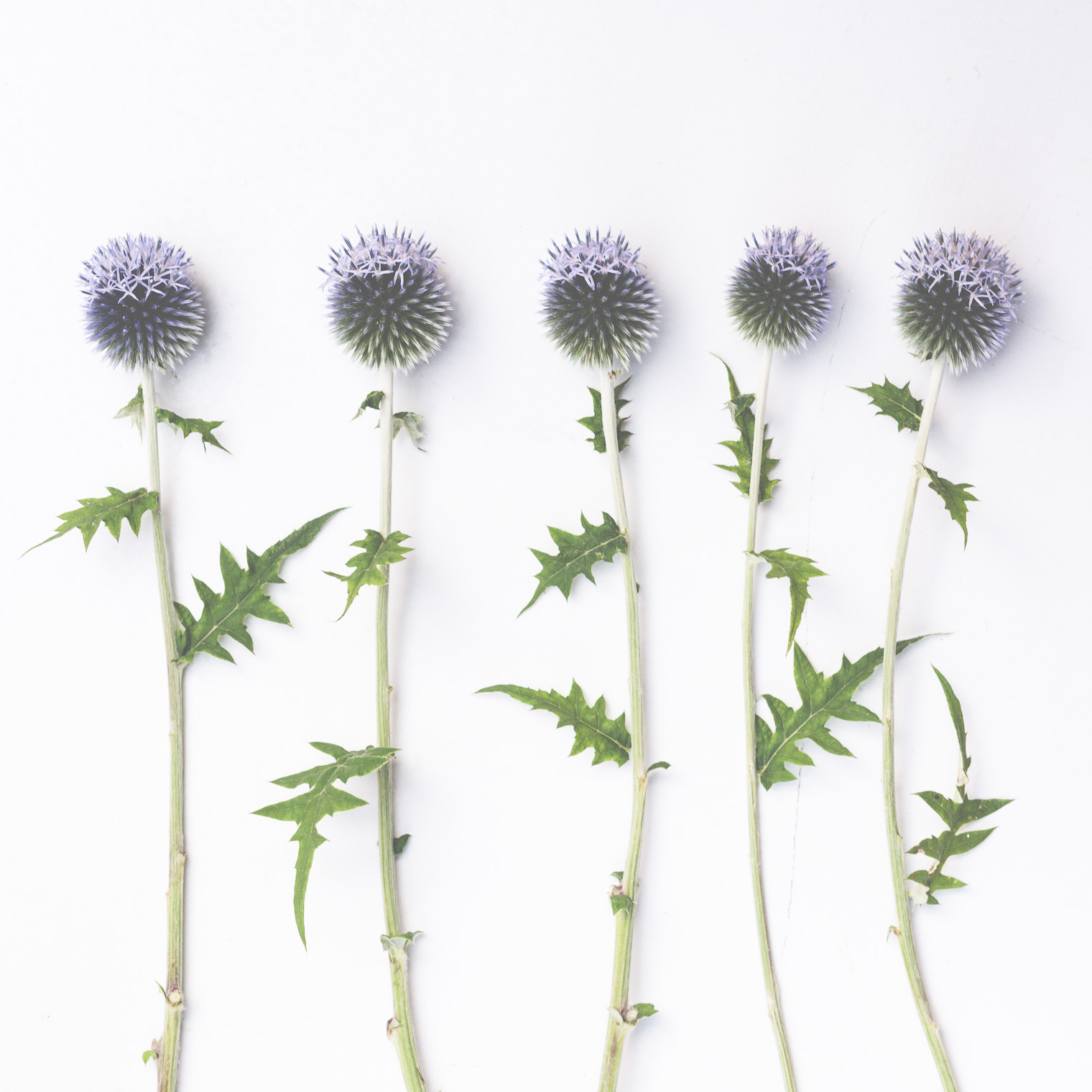 Sunday Sundries, Keeping With the Times, Echinops, Globe Thistle