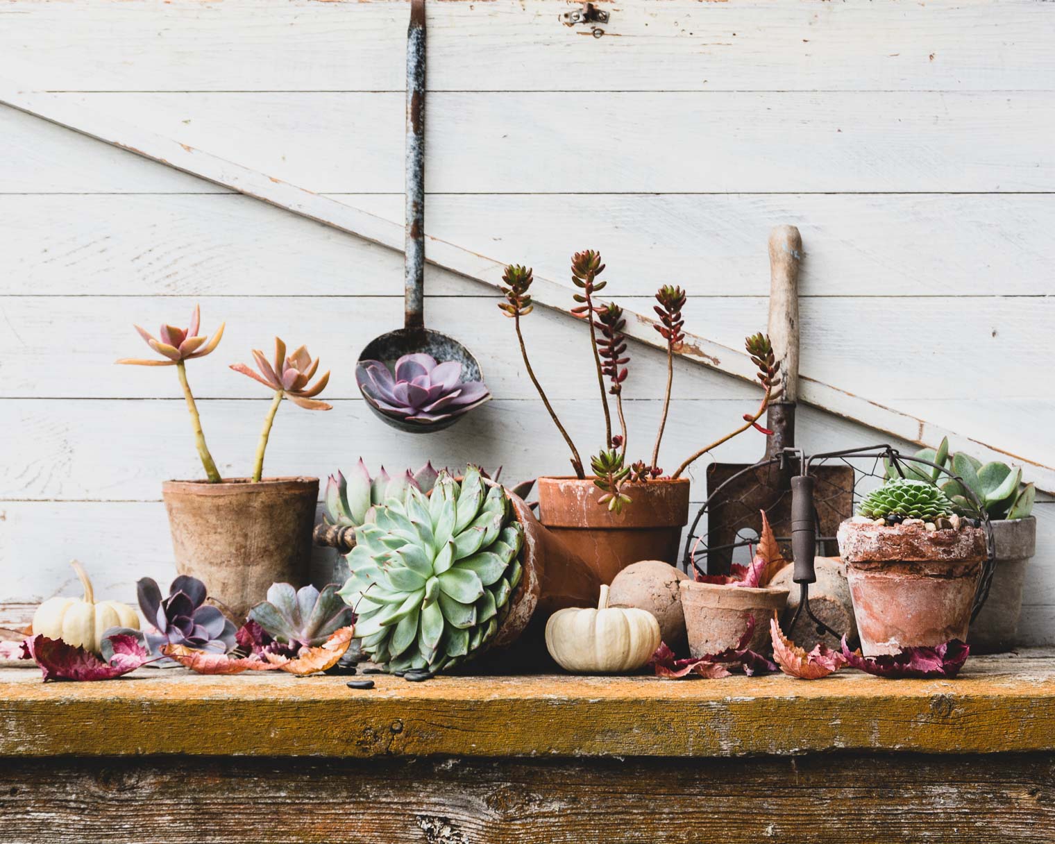 Succulent Parade, Barb Brookbank, Keeping With the Times