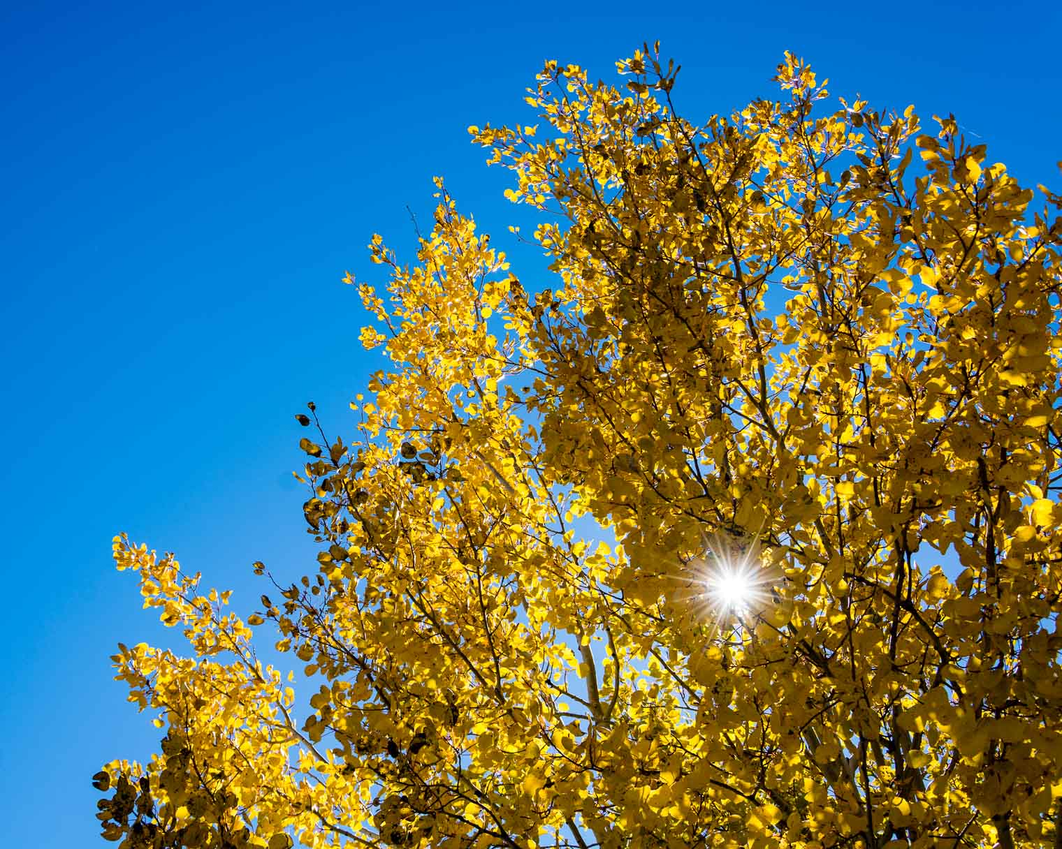 Mount Lemmon, Arizona, Autumn Color, Autumn Colour, Keeping With the Times, Trip Review