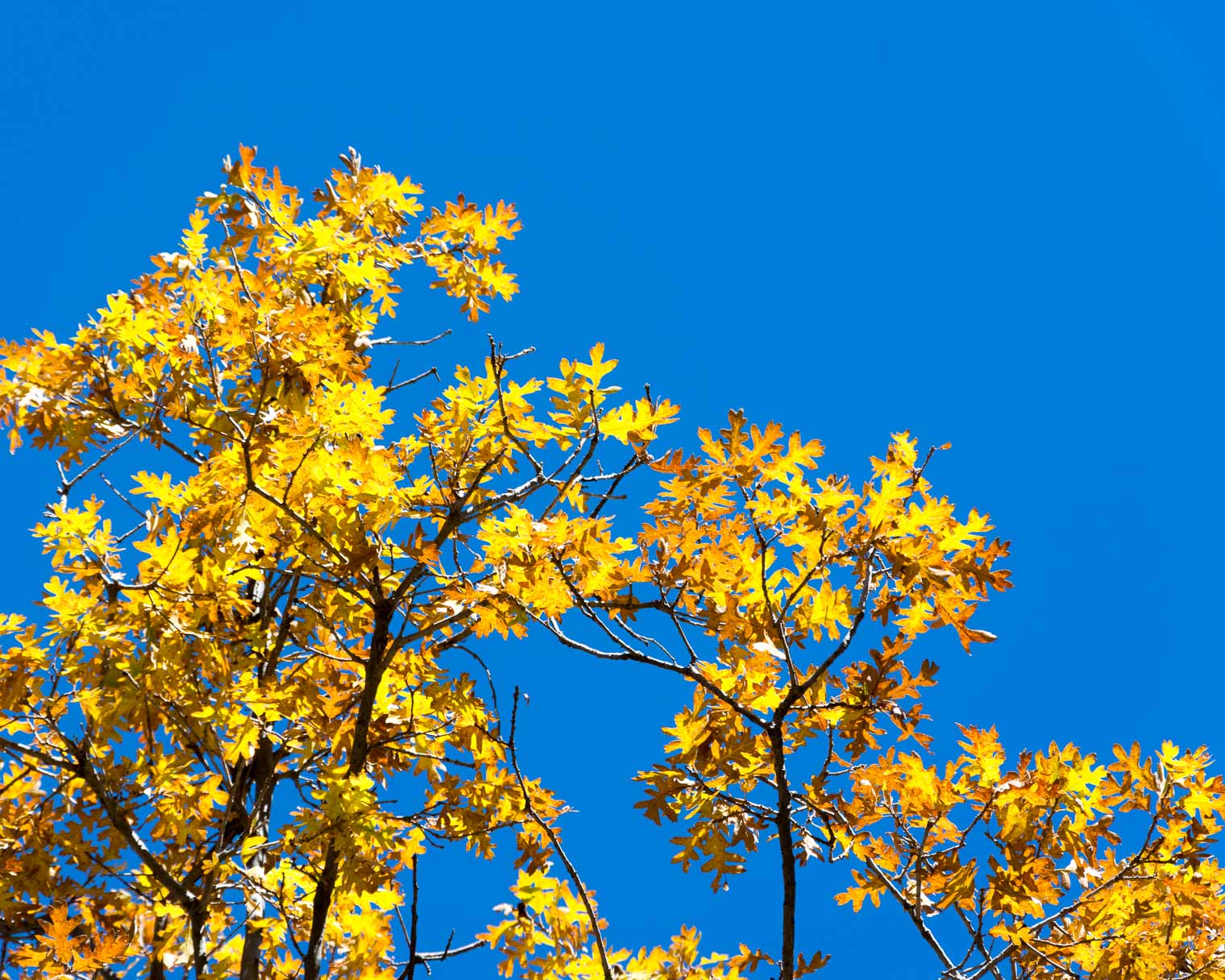 Catalina Highway, Arizona, Mount Lemmon, Autumn in Arizona, Oak Trees