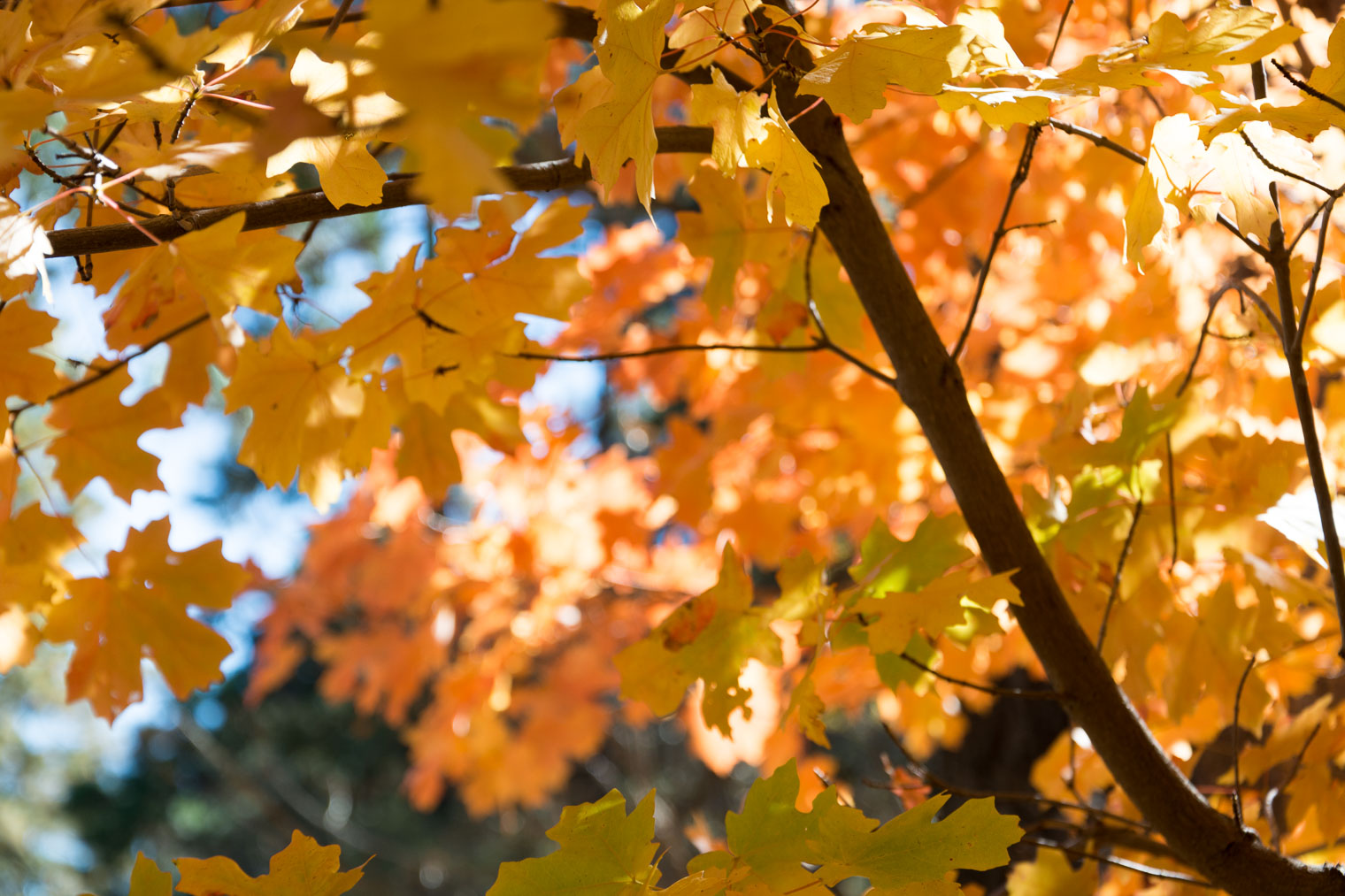Maple Leaves, Autumn in Arizona, Barb Brookbank