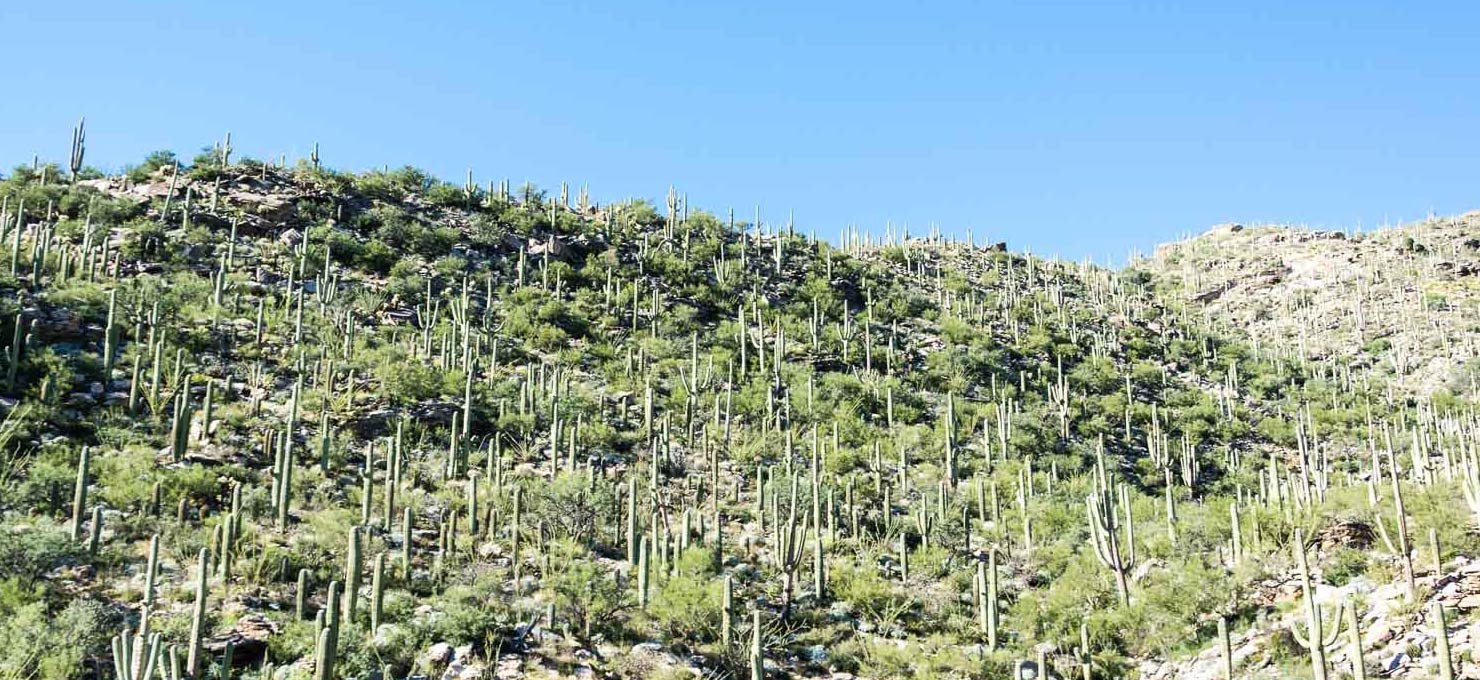 Catalina Highway, Mount Lemmon Trip Review Keeping With The Times