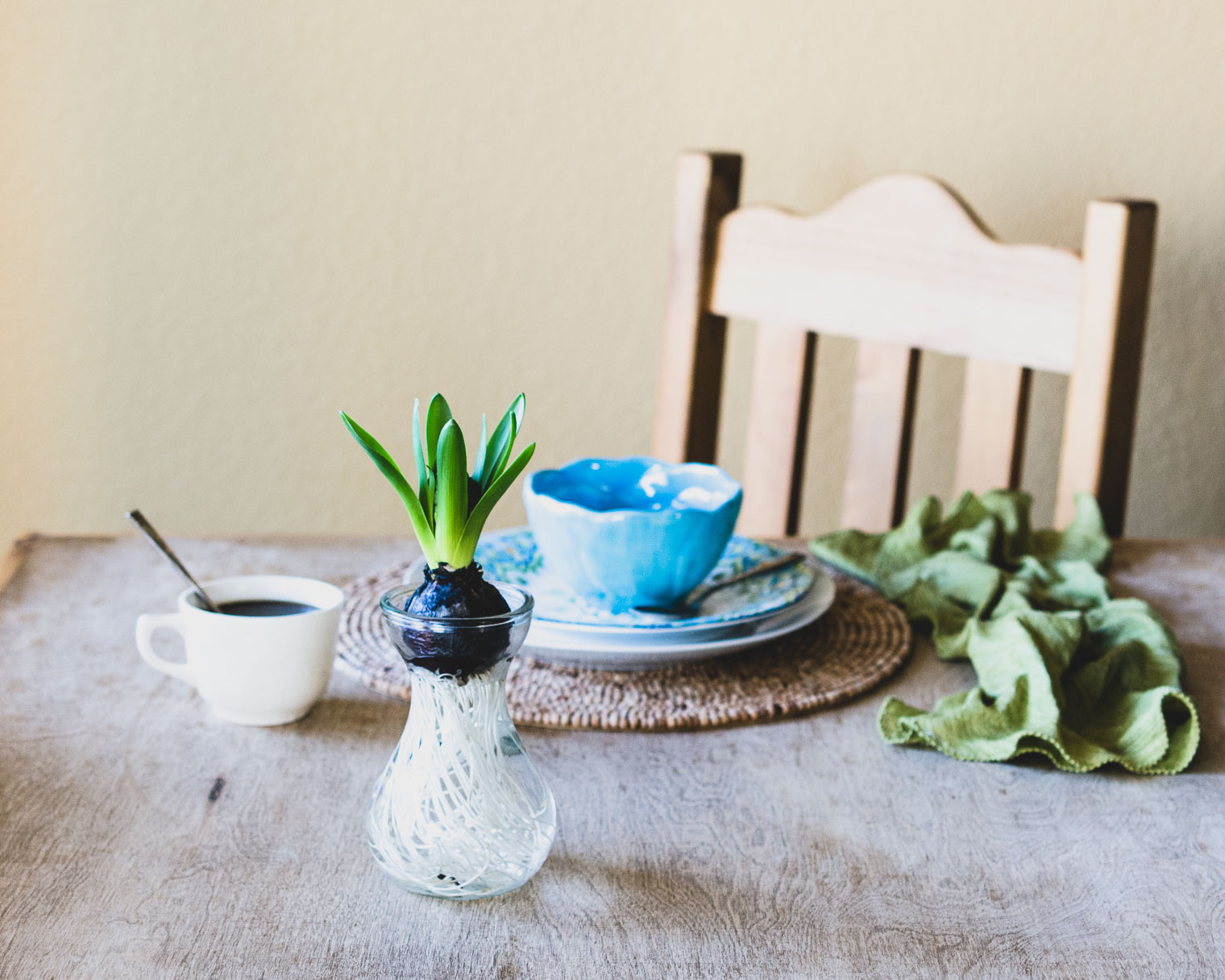 Hyacinth Bulb in Glass Vase