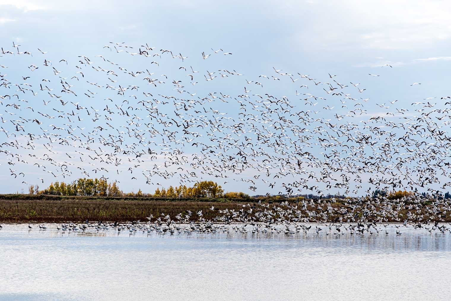 Snow Geese migration, Keeping With the Times, Barb Brookbank