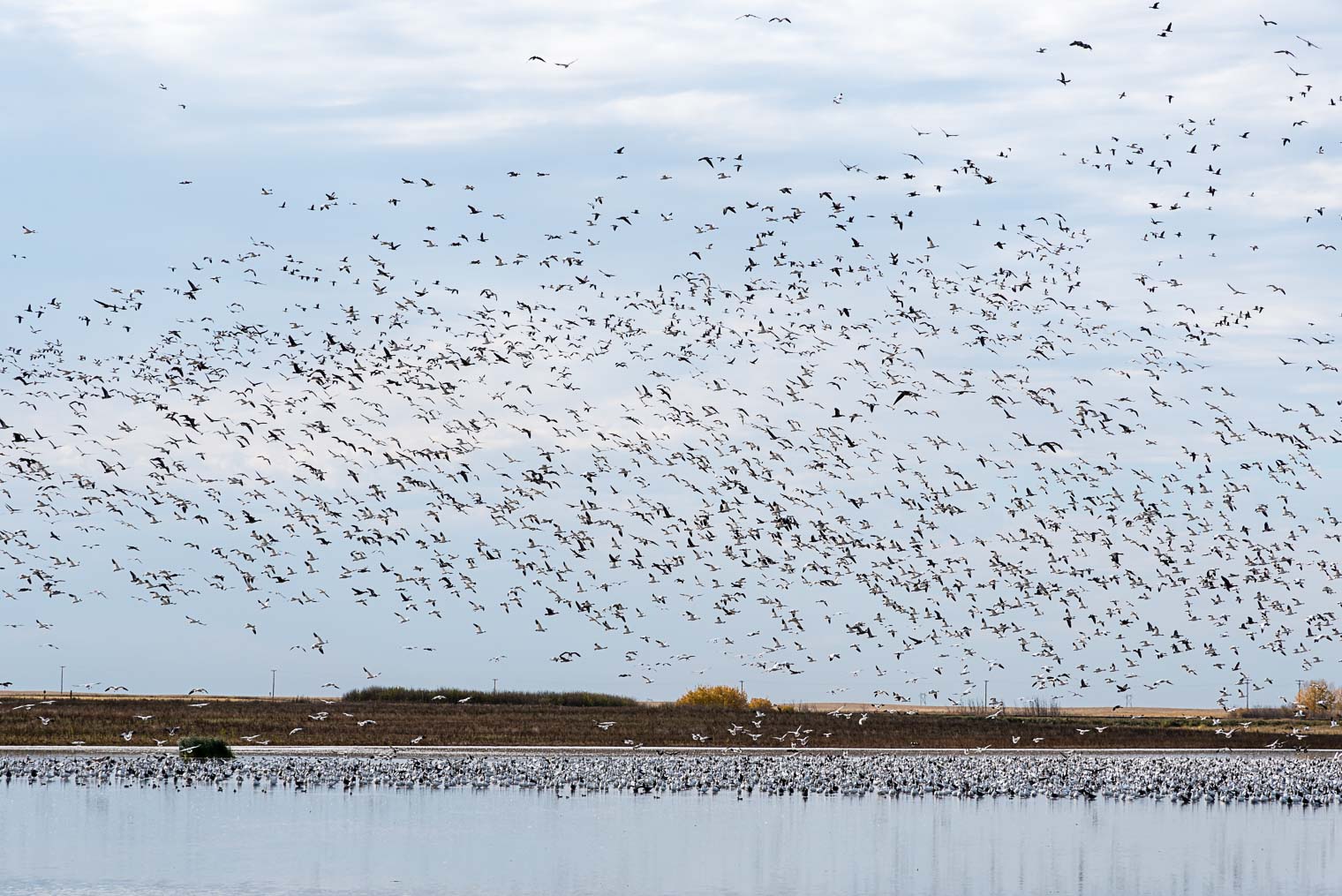 Snow Geese migration, Keeping With the Times, Barb Brookbank