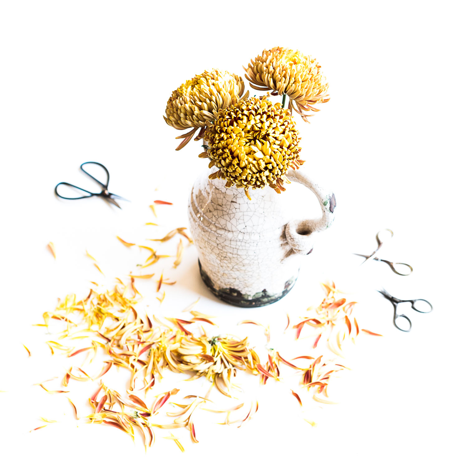 chrysanthemums-white-scissors