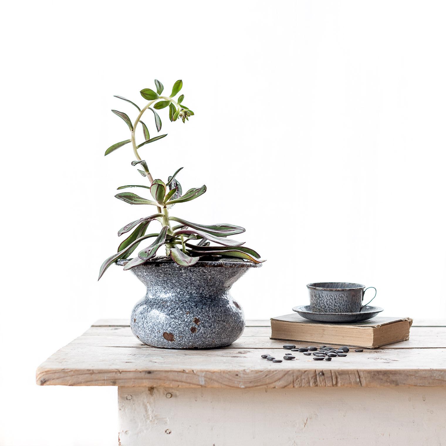 Tips for Overwintering Succulents Indoors, Keeping With the Times