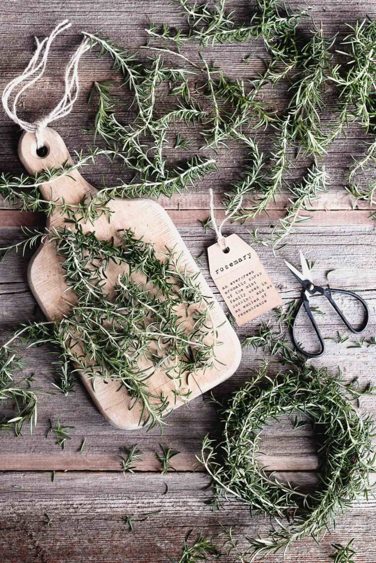 How to Care for a Fresh Rosemary Plant Keeping With The Times