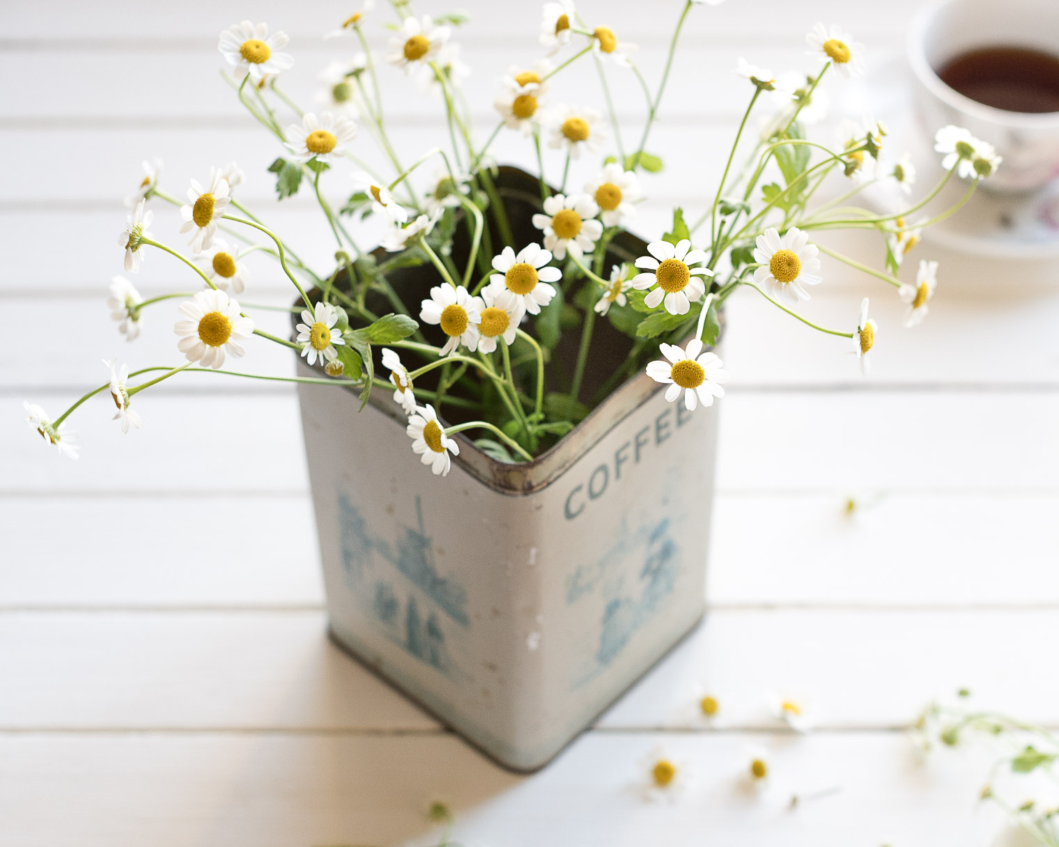 Five Things Friday, Keeping With the Times, Chamomile, Herbs